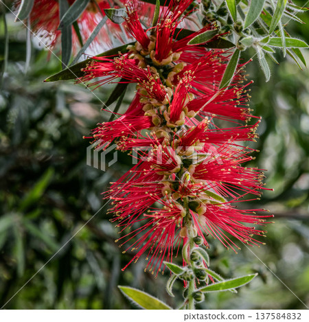 A red brushwood flower 137584832