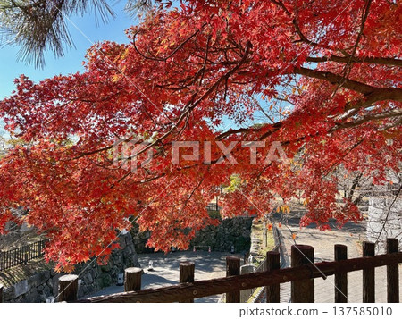 Autumn leaves scenery - vibrant red autumn leaves 137585010
