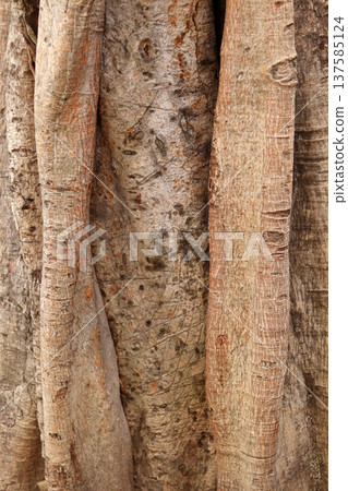 texture of the tree 137585124
