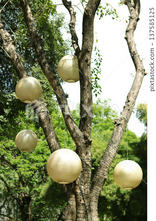 fresh melons on tree fresh melons on tree 137585125