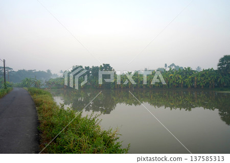 Peaceful rural landscape with banana trees reflecting in a calm pond at misty morning Peaceful rural landscape with banana trees reflecting in a calm pond at misty morning 137585313