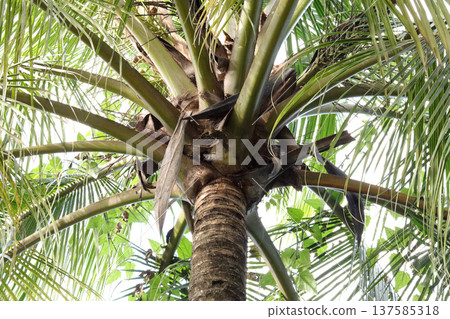 palm tree in the tropics palm tree in the tropics 137585318
