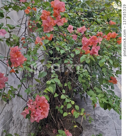 colorful flower in the garden colorful flower in the garden 137585319