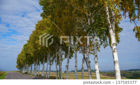 Birch trees lined the streets of Biei, Hokkaido [Blue summer sky and white clouds] 137585377