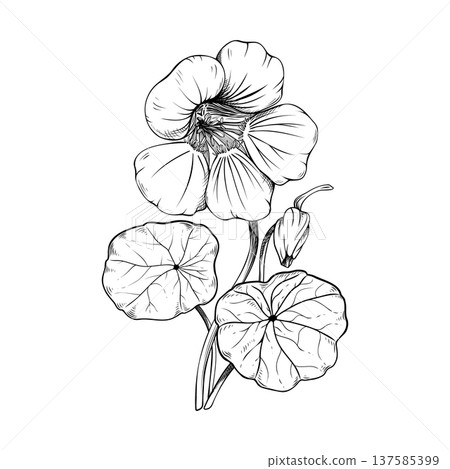 Nasturtium botanical line art illustration. Hand drawn garden flower with leaves and bud. Vector floral sketch isolated on white background. Ideal for organic packaging, logo or coloring page Nasturtium botanical line art illustration. Hand drawn garden flower with leaves and bud. Vector floral sketch isolated on white background. Ideal for organic packaging, logo or coloring page 137585399