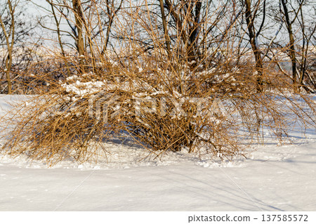 bushes in the snow bushes in the snow 137585572