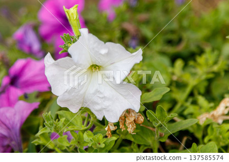 beautiful white and pink petunia flowers 137585574