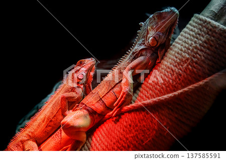 beautiful iguana lizard 137585591