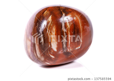 Macro mineral stone ground petrified tree on white background 137585594