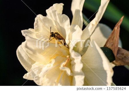 beautiful summer terry daffodils with bee beautiful summer terry daffodils with bee 137585624