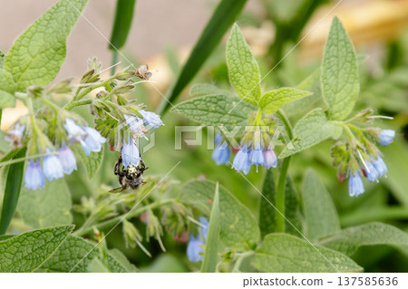 bushes with beautiful serene flowers on which a bee (wasp) is sitting 137585636