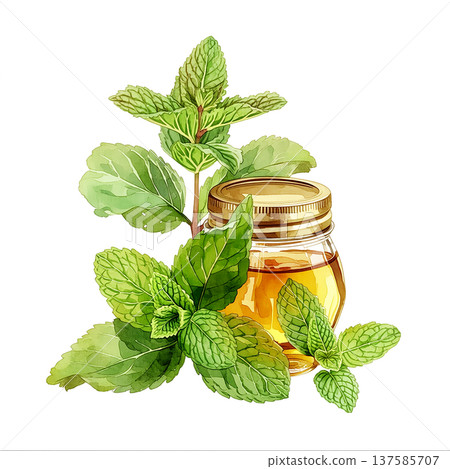 Mint oil and mint leaves placed together on a white background, showing a jar filled with golden liquid and fresh mint 137585707