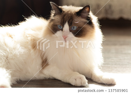 fluffy ragdoll cat with blue eyes sitting indoors fluffy ragdoll cat with blue eyes sitting indoors 137585901