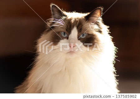 fluffy domestic ragdoll cat relaxing in cozy home fluffy domestic ragdoll cat relaxing in cozy home 137585902
