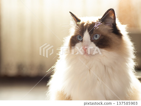 adorable ragdoll cat with long fur and blue eyes 137585903