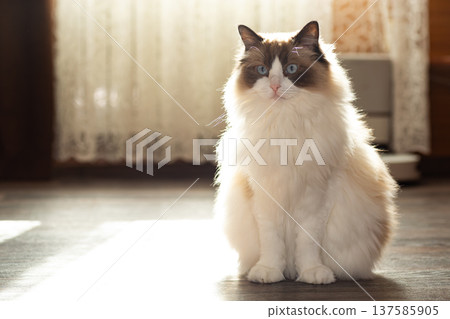 beautiful long haired ragdoll cat indoor pet portrait beautiful long haired ragdoll cat indoor pet portrait 137585905