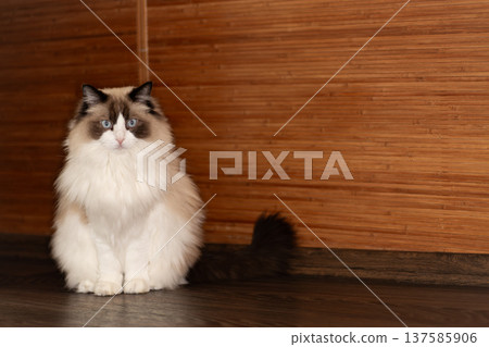 adorable fluffy ragdoll cat relaxing at home interior adorable fluffy ragdoll cat relaxing at home interior 137585906