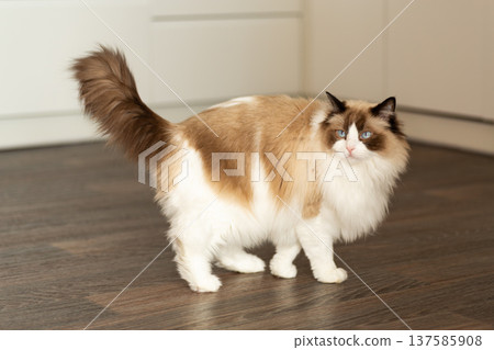fluffy domestic ragdoll cat sitting peacefully at home fluffy domestic ragdoll cat sitting peacefully at home 137585908