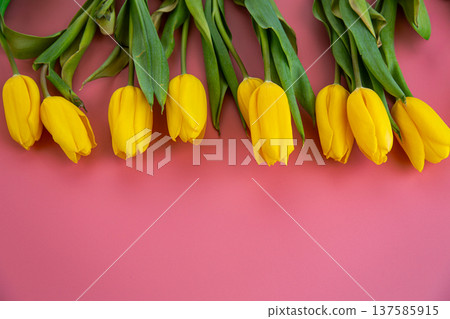 fresh yellow tulip flowers arrangement on pastel pink background fresh yellow tulip flowers arrangement on pastel pink background 137585915