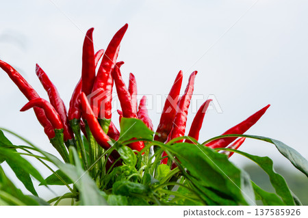 Red pepper Red pepper 137585926