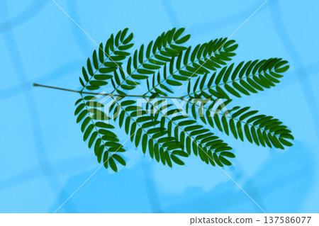 closeup of a leaf on the water surface closeup of a leaf on the water surface 137586077