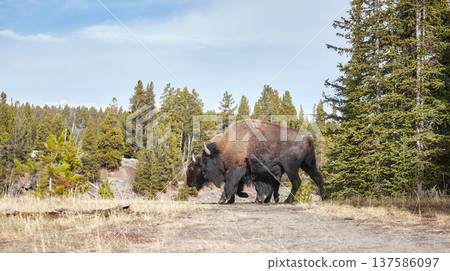 American bison in the Yellowstone park, USA. American bison in the Yellowstone park, USA. 137586097