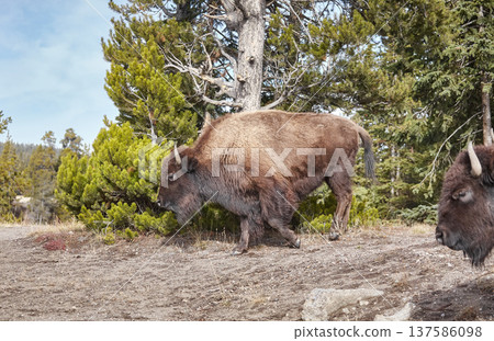 American bison in the Yellowstone park, USA. American bison in the Yellowstone park, USA. 137586098