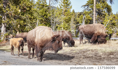 American bison in the Yellowstone park, USA. American bison in the Yellowstone park, USA. 137586099