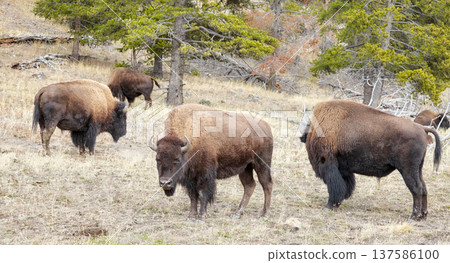 American bison in the Yellowstone park, USA. American bison in the Yellowstone park, USA. 137586100