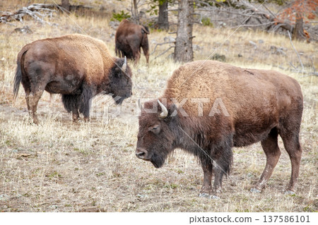 American bison in the Yellowstone park, USA. American bison in the Yellowstone park, USA. 137586101