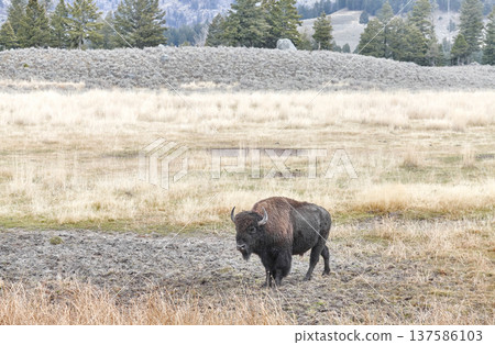 American bison in the Yellowstone park, USA. American bison in the Yellowstone park, USA. 137586103