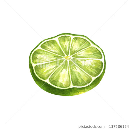 Watercolor illustration of a round juicy slice of lime. Bright green citrus slices with realistic texture. The realistic clipart is suitable for decorating summer drinks, cocktail menus, organic food Watercolor illustration of a round juicy slice of lime. Bright green citrus slices with realistic texture. The realistic clipart is suitable for decorating summer drinks, cocktail menus, organic food 137586154