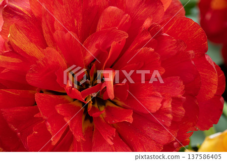amazing beautiful terry vibrant red tulip flower blooming. extreme macro floral background . spring season amazing beautiful terry vibrant red tulip flower blooming. extreme macro floral background . spring season 137586405