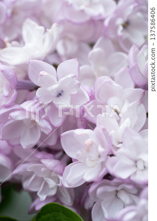 amazing beautiful terry soft violet lilac flowers in full blooming. extreme macro background . spring season amazing beautiful terry soft violet lilac flowers in full blooming. extreme macro background . spring season 137586406