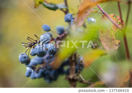 Raindrops on Blue Berries: A close-up capturing the beauty of nature after a refreshing rain. Focus on detail and texture. Raindrops on Blue Berries: A close-up capturing the beauty of nature after a refreshing rain. Focus on detail and texture. 137586428