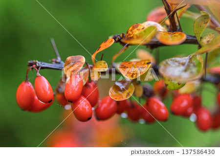 Bright Red Berries and Autumnal Foliage: A close-up view of vibrant red berries hanging from a branch with leaves showcasing warm autumn colors against a soft green background. Bright Red Berries and Autumnal Foliage: A close-up view of vibrant red berries hanging from a branch with leaves showcasing warm autumn colors against a soft green background. 137586430