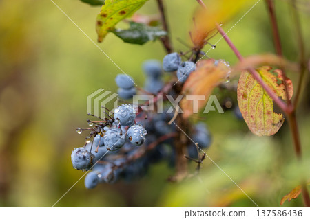 Raindrops on Blue Berries: A close-up capturing the beauty of nature's detail, with water droplets clinging to blue berries amongst vibrant foliage. Raindrops on Blue Berries: A close-up capturing the beauty of nature's detail, with water droplets clinging to blue berries amongst vibrant foliage. 137586436