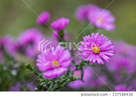 Floral close-up featuring vibrant purple aster flowers with delicate water droplets, set against a soft, blurred green background. 137586438