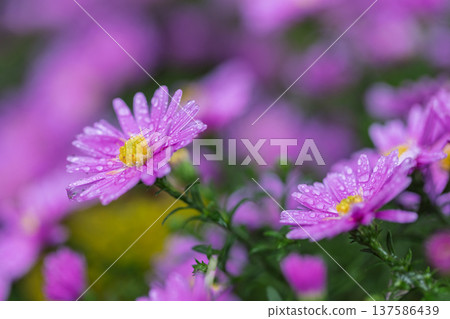 Purple asters glisten with delicate droplets after a gentle rain, a serene natural tableau. Floral beauty in focus. Purple asters glisten with delicate droplets after a gentle rain, a serene natural tableau. Floral beauty in focus. 137586439