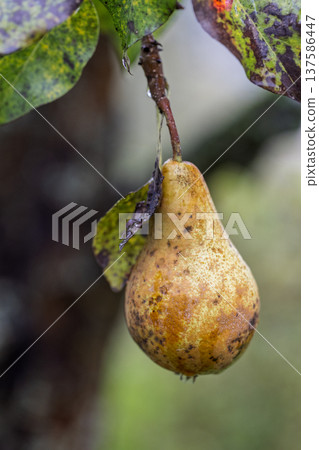 Ripe pear hanging from branch, close-up. Captures nature's beauty, freshness, and organic feel. Delicious, visually appealing. 137586447