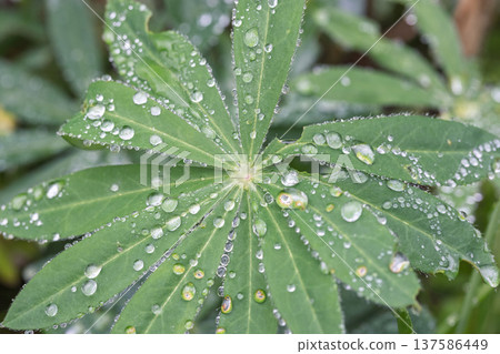 Leaf glistening with morning dew. Freshness and natural beauty. Green leaf with water droplets. Nature's artwork displayed. 137586449