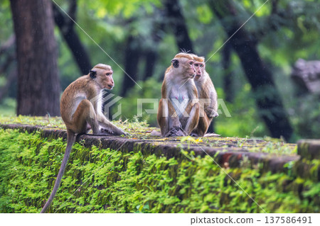 Family of Monkeys in a Lush Green Environment. Polonnaruwa Ancient City in Sri Lanka. Family of Monkeys in a Lush Green Environment. Polonnaruwa Ancient City in Sri Lanka. 137586491