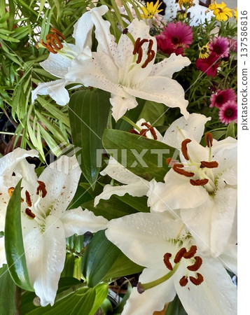 A close-up shot of white lilies. Flowers blooming in spring. A close-up shot of white lilies. Flowers blooming in spring. 137586816