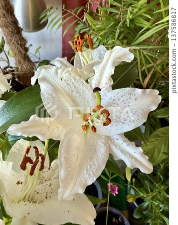 A close-up shot of white lilies. Flowers blooming in spring. A close-up shot of white lilies. Flowers blooming in spring. 137586817