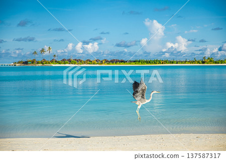 Gorgeous Maldives tropical beach with exotic shore bird flying above turquoise lagoon luxury water villas palm leaves radiant summer island paradise 137587317