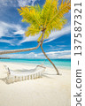 Radiant tropical palm tree with hammock relaxing in vibrant sunny paradise colorful ocean horizon serene leisure lifestyle calm pristine beach summer escape 137587321
