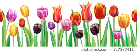 Realistic tulip flowers seamless border vector pattern Realistic tulip flowers seamless border vector pattern 137587411