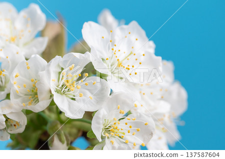 White flowers blossoming in spring season White flowers blossoming in spring season 137587604