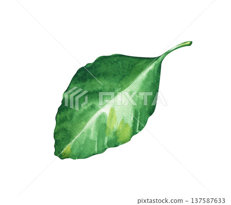 Hand-painted watercolor green leaf with natural texture. Elegant botanical element isolated on white. Illustration for eco-friendly branding, wedding invitations, spring designs, and organic cosmetic 137587633