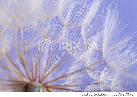dandelion seeds close up blowing in blue background dandelion seeds close up blowing in blue background 137587872